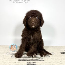 Brownie - Chocolate female Goldendoodle puppy in Southwest Ranches, Florida from Dandy Doodle Ranch