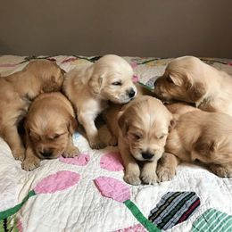 Golden Retriever Puppies from Big Rock Goldens