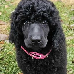 Poodles from Tammy's Poodles