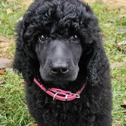 Poodles from Tammy's Poodles