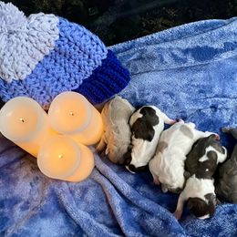 French Bulldog Puppies from Delavan Sisters French Bulldogs