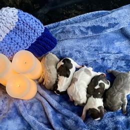 French Bulldog Puppies from Delavan Sisters French Bulldogs