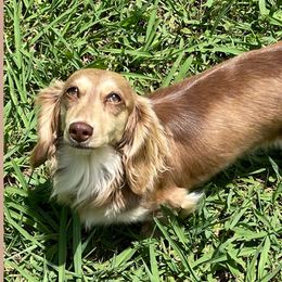 Willow - Dachshund