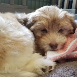 Havanese and Sheepadoodles from Mountain Dream Acres
