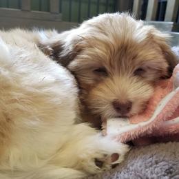 Havanese and Sheepadoodles from Mountain Dream Acres