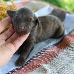 Hickory - Chocolate male Goldendoodle puppy in Hobbs, New Mexico from Goldie Locks Golden Retrievers & Doodles