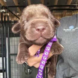 Purple - Chocolate female Labrador Retriever puppy in Newton Grove, North Carolina from Wayalife Labradors & Gsp’s