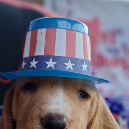Male 2 - Mahogany and white male Basset Hound puppy in Robbins, Tennessee from Orange Mountain Basset Hounds