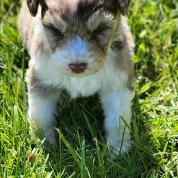 Briar - Red merle male Aussiedoodle puppy in Mount Clare, West Virginia from Pineview Farms Australian Shepherds
