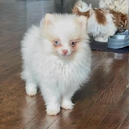 Knuckles - Beaver male Pomeranian puppy in Stroud, Oklahoma from Laik’s Little Shihtz & Poms