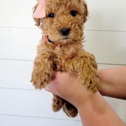 Goldendoodle Puppies from Life_on. Paws