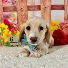 Boy one - Cream male Dachshund puppy in Lakeland, Florida from Ruthie’s Rich Mini Dachshunds
