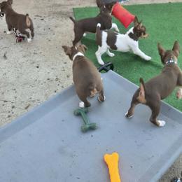 Snickers - White, chocolate and tan male Rat Terrier puppy in Ft Smith, Arkansas from Live Wire Rat Terriers