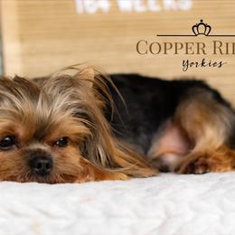 Rooster - Yorkshire Terrier