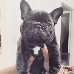 French Bulldog Puppies from Schoville Bulldogs
