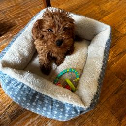 Rosey - Poodle