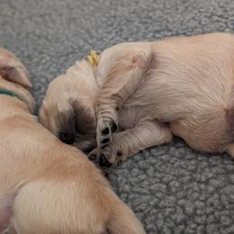 Golden Retriever Puppies from Goldens of Heritage Oaks