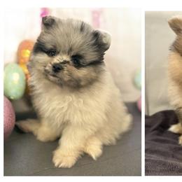Pomeranian puppies from Designer Pomeranians