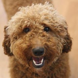 Daisy - Cavapoo