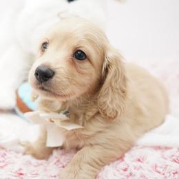 Teddy - Cream male Dachshund puppy in Big Rapids, Michigan from 30 Acre Woods Dachshunds