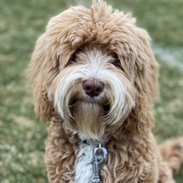 Ona - Australian Labradoodle