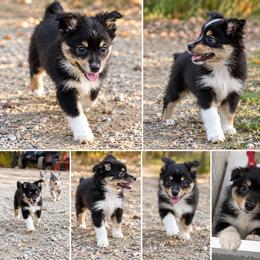 Draco - Black tri-color male Australian Shepherd puppy in Evart, Michigan from Torry's Full Draw Aussie’s