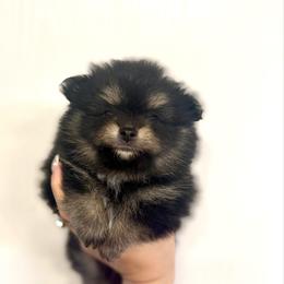 Onyx - Tri-colored male Pomeranian puppy in Lillington, North Carolina from Dignified Poms