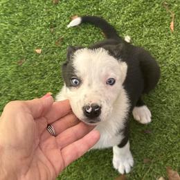 618 - Black and white female Border Collie puppy in Temecula, California from West Coast Border Collies