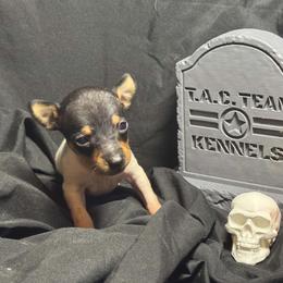 Girl 2 - White black and tan female Toy Fox Terrier puppy in Briggs, Texas from TAC Team Kennels