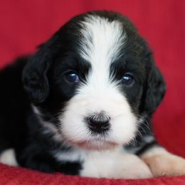 Aussiedoodle Puppies from Vesbach Doodle Valley Farm