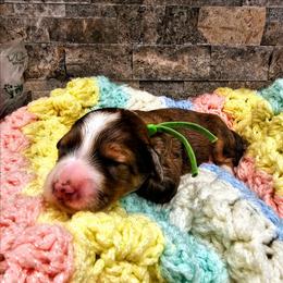 Denali - Merle male Bernedoodle puppy in Forest, Ohio from Mini Doodle Buddies