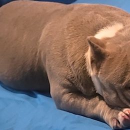 American Bullies and Yorkshire Terriers from Bella Gail Kennels