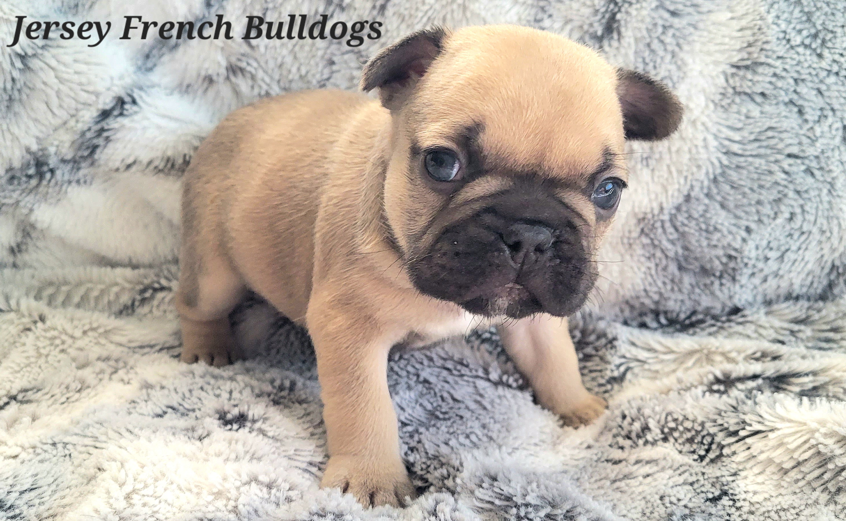 French Bulldog Puppies from Jersey French Bulldogs