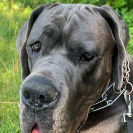Great Dane Puppies from BkB’s House of Danes
