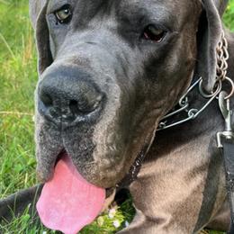 Great Dane Puppies from BkB’s House of Danes