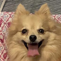 DD - Pomeranian