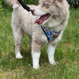 Pomsky Puppies from Pomskies 4 Dayz