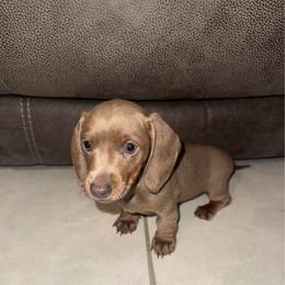 AKC female- 3000 - Fawn (isabella) and tan female Dachshund puppy in Homestead, Florida from Weenie Land Miami