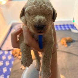 Blue collar - Apricot male Goldendoodle puppy in Ottawa, Kansas from Kansas Country Doodles