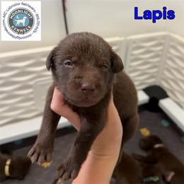 Lapis - Chocolate male Labrador Retriever puppy in Elloree, South Carolina from Moonlight Kennels LLC