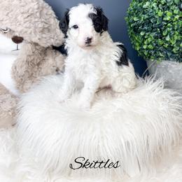 Skittles - Parti male Poodle puppy in from Pink Poodles and Doodles