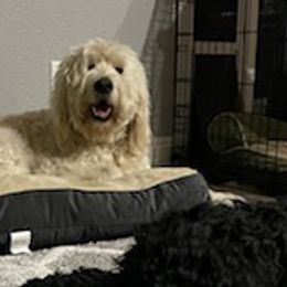 Double Doodles and Goldendoodles from Funny Farm Doodles