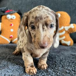 Maple - Dapple female Dachshund puppy in Ocala, Florida from Weenie Boops