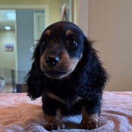 Koda - Black and tan male Dachshund puppy in Shawnee, Oklahoma from Magic Eagle Miniature Dachshunds