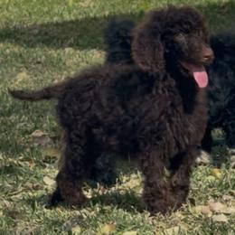 Clove Garland - Brown female Poodle puppy in Corona, California from Garden Of Poodles