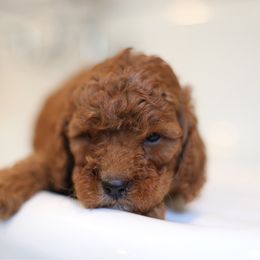 Coco - Red  female Goldendoodle puppy in Stevens, Pennsylvania from Derek & Alexia Martin puppies