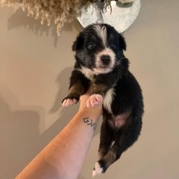 Pooh - Black tri-color male Australian Shepherd puppy in Caro, Michigan from White Tail Australian Shepherds