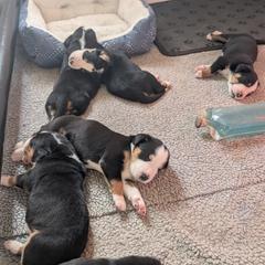 Girl 1 - female Greater Swiss Mountain Dog puppy in Perry, Oregon from Alpenblick