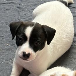 Girl 2 - Brown and white female Jack Russell Terrier puppy in Williston, Florida from CP FARMS BORDER COLLIES N JACKS CORP