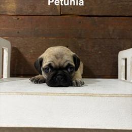 Pug Puppies from Eva Schwartz